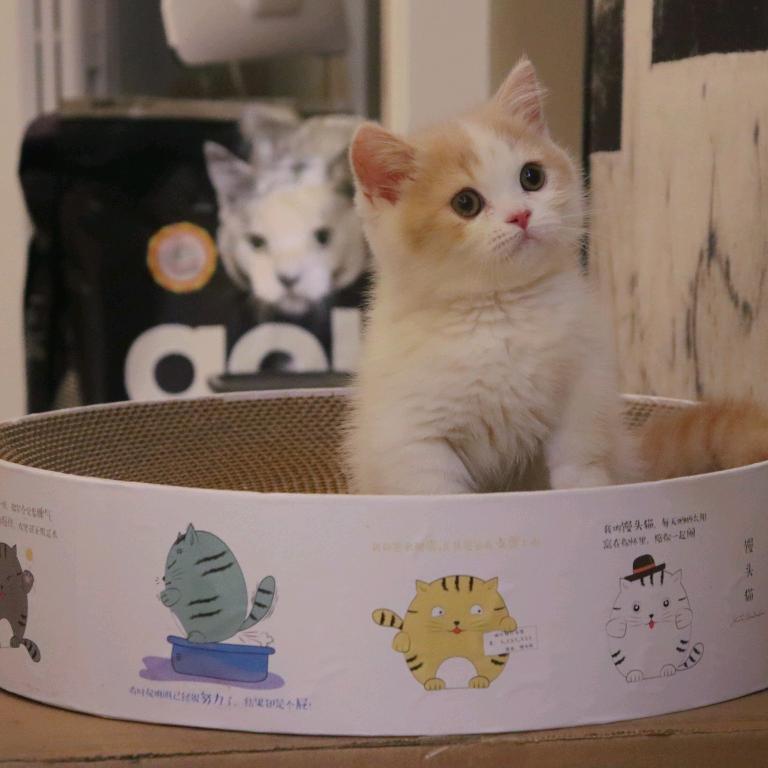 成都Cream曼基康猫舍