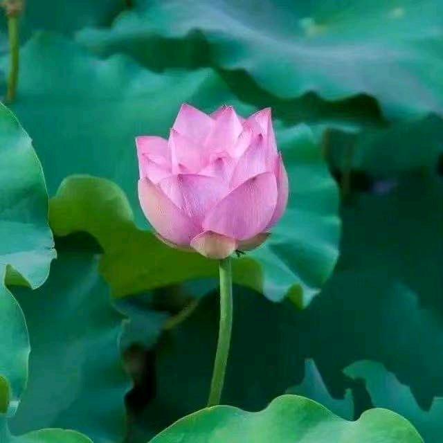 花开富贵🌸