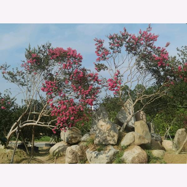 福建中欣紫薇园