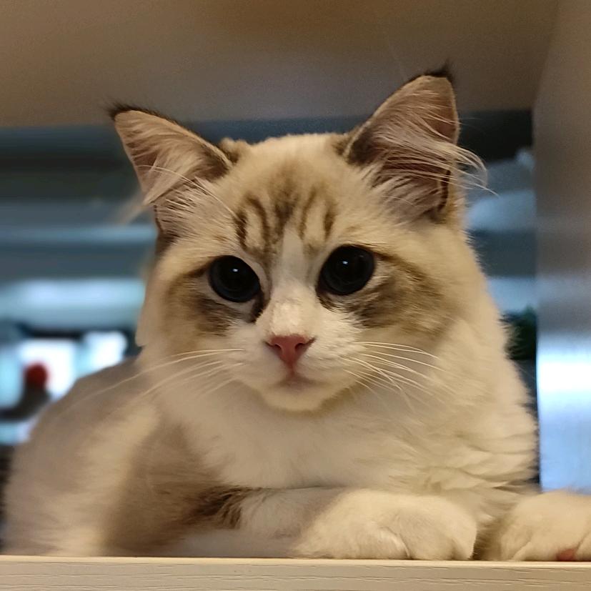 小发财