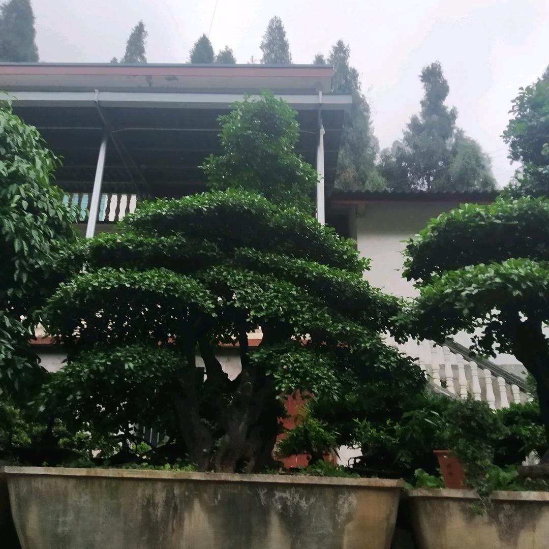 李大哥111