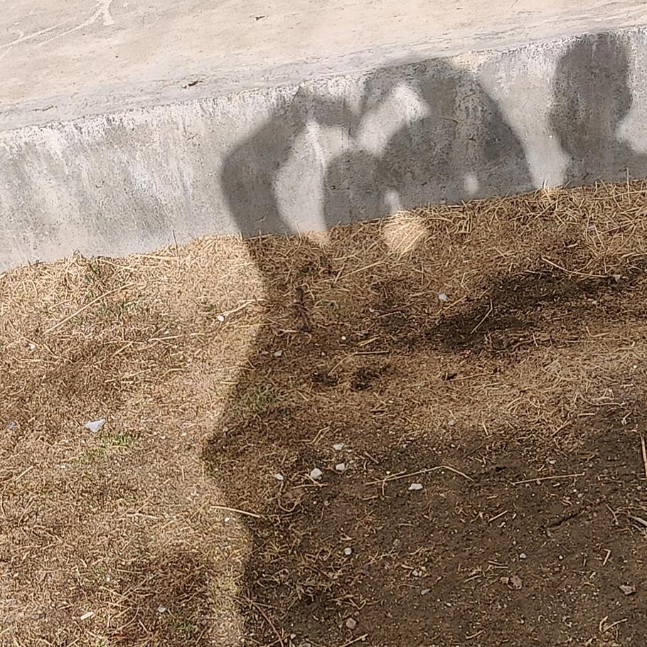 HS.