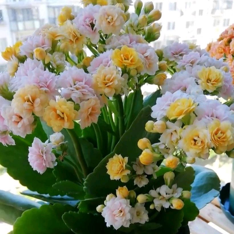 蜉蝣头像