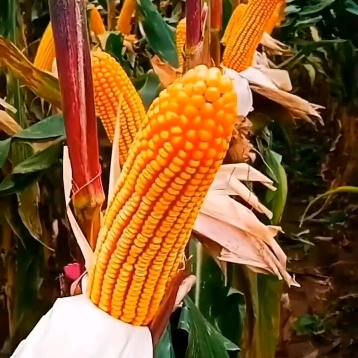 高产玉米直播间