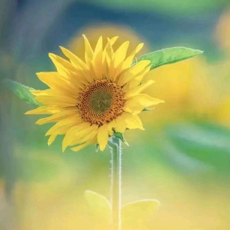 向日葵🌻