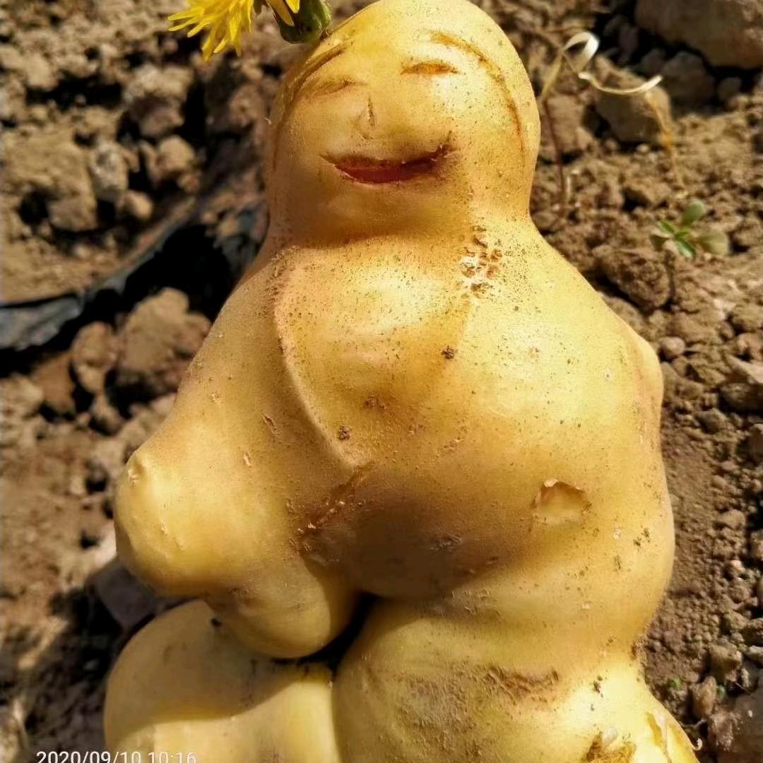 鲁甸大洋芋