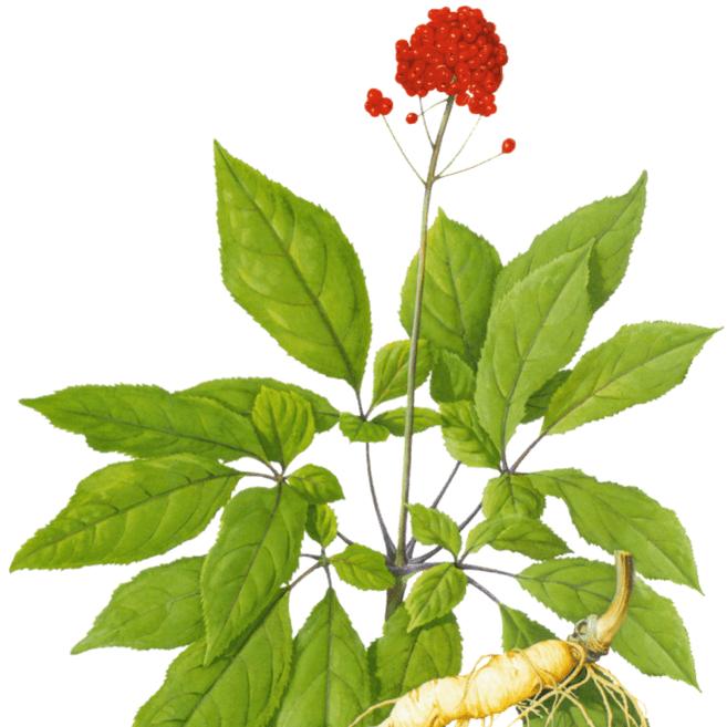 桃花依旧笑春风。。