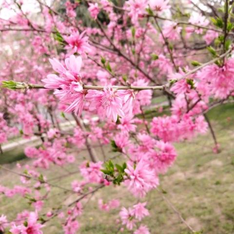 何其有幸  生于华夏