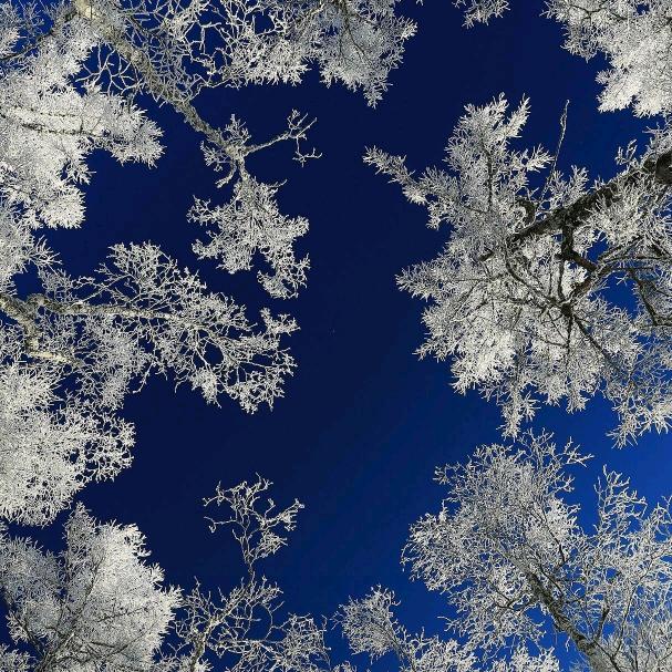 用户8655582637123芳草茜