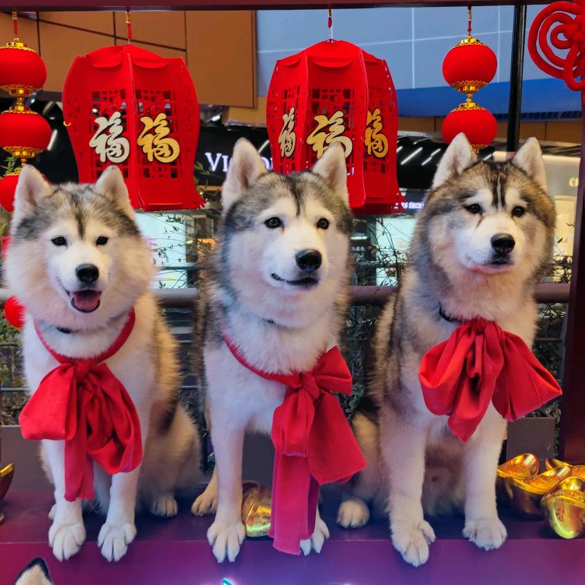 哈哈哈士奇