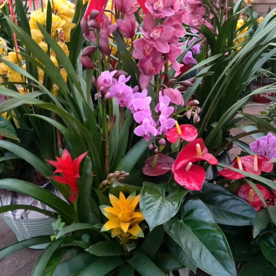 淅川仙荣花卉批发马姐