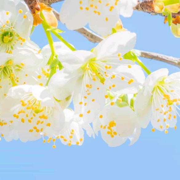 向日葵🌻