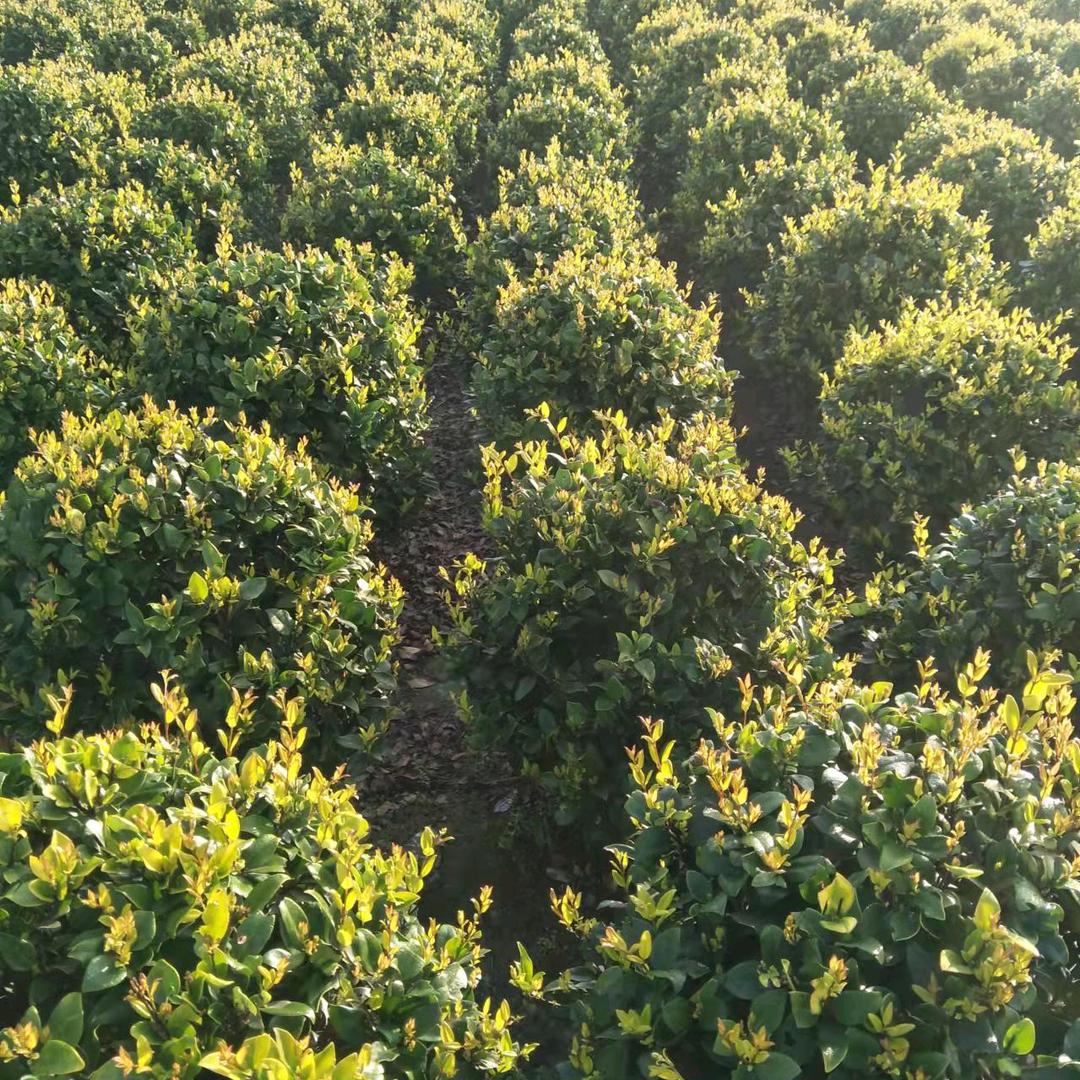 金鑫苗圃12幢30号