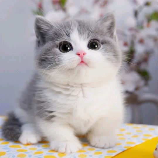 猫咪铲屎官