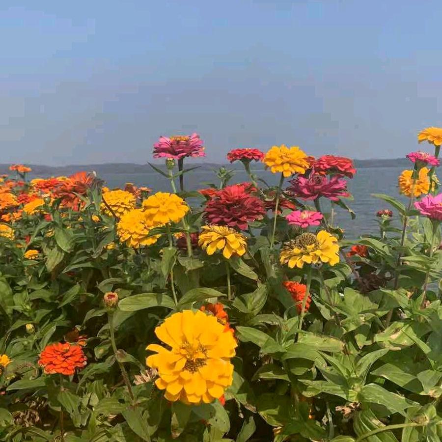 小玉