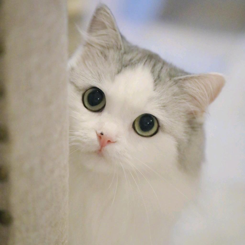 猫咪_1988712
