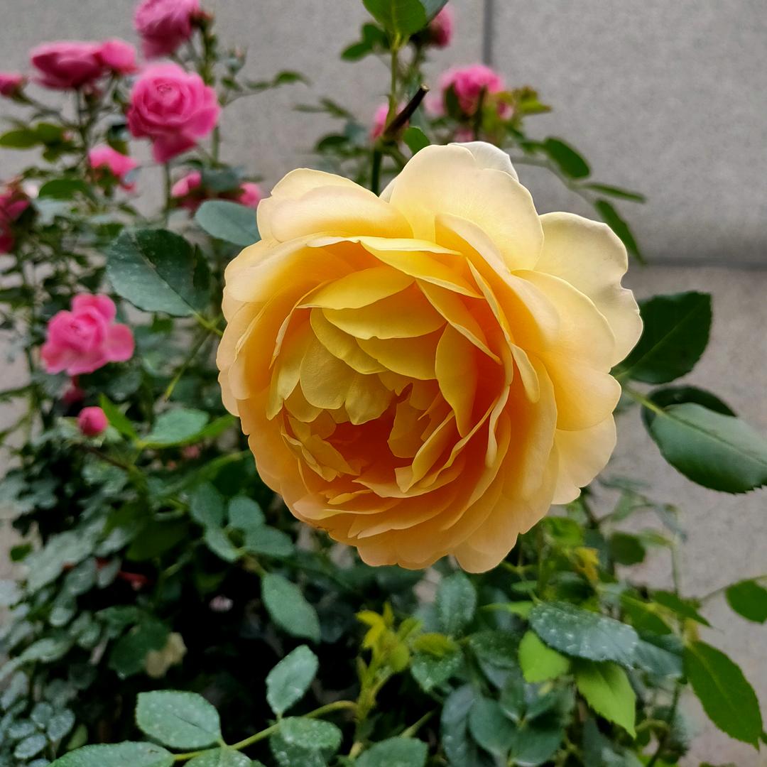 腊梅