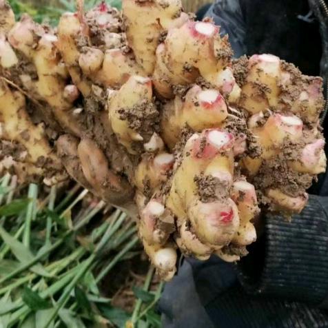 来凤县向维生姜专业合作社