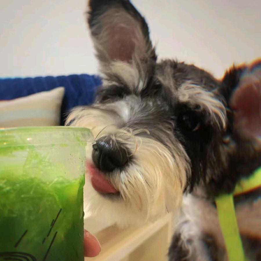 随便是只雪纳瑞