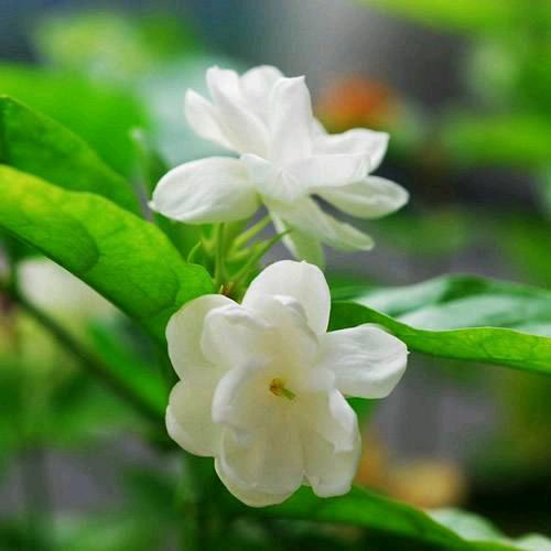 茉莉花
