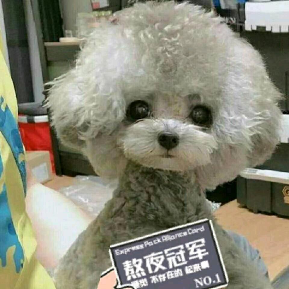 芳华家的灰泰迪