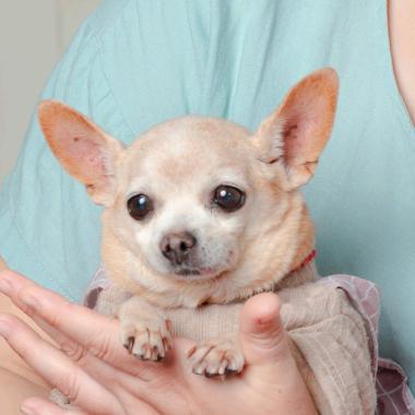 豆姐~乖瓜~张小糖