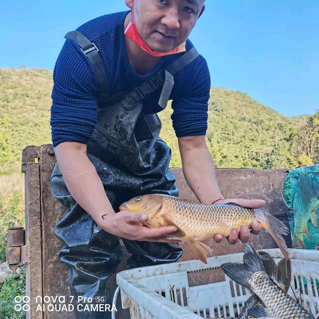 田丘流水鱼