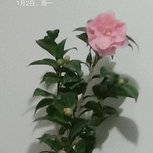美好末来