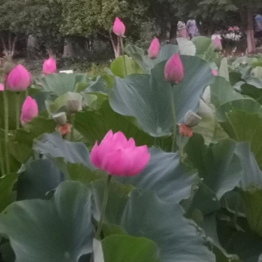 小百玲