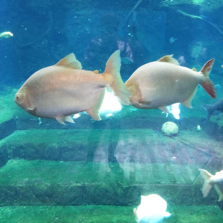 鲨鱼