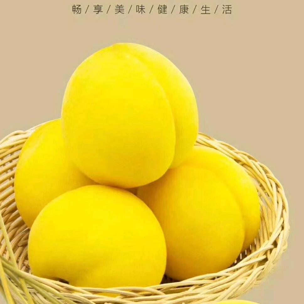 柚子园林绿化