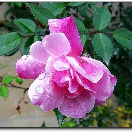 韭菜花