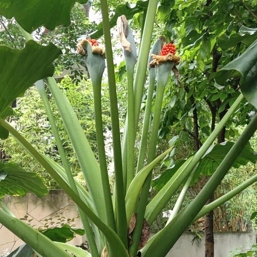 阿枚