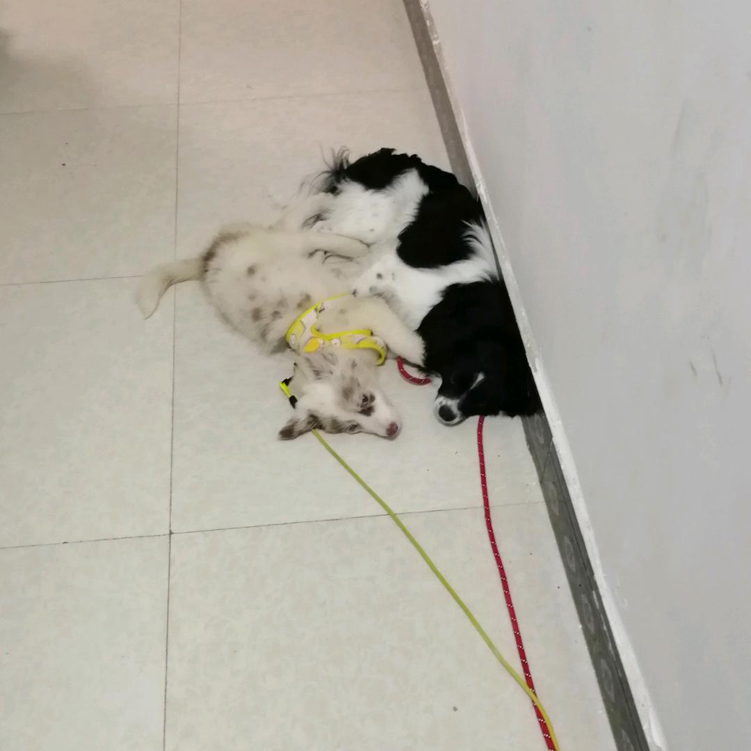 狐狸,鲁比我家的