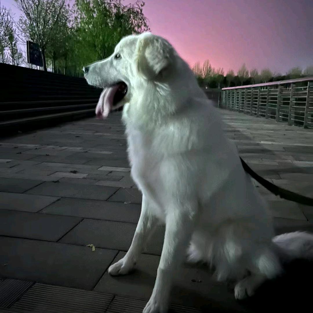 深圳市萌宠汇宠物有限公司