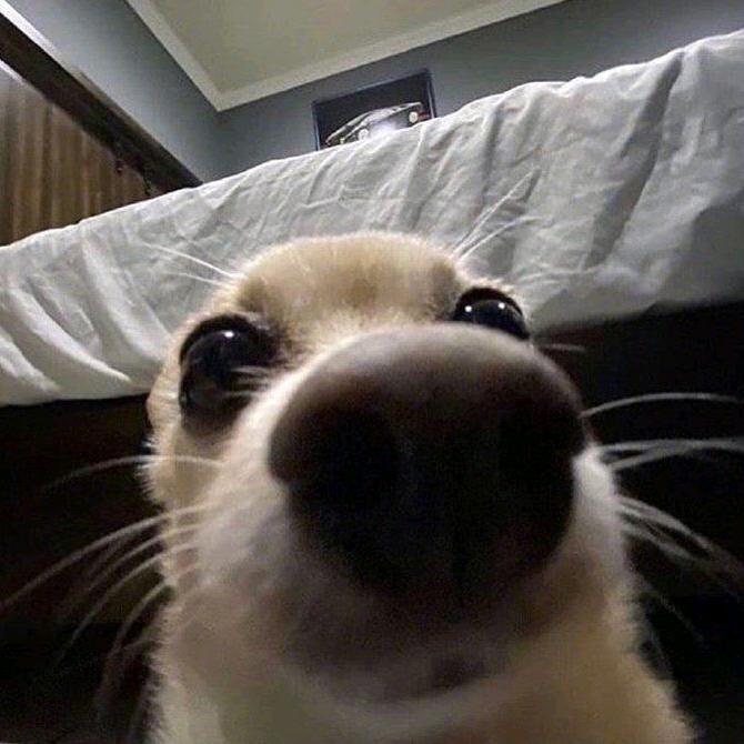 海豹狗睡大觉