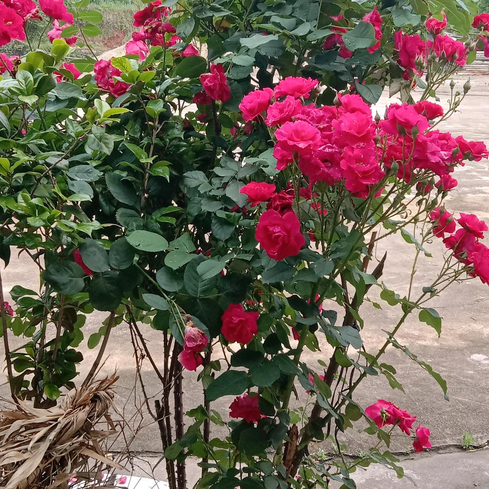 💐 顺其自然🍀