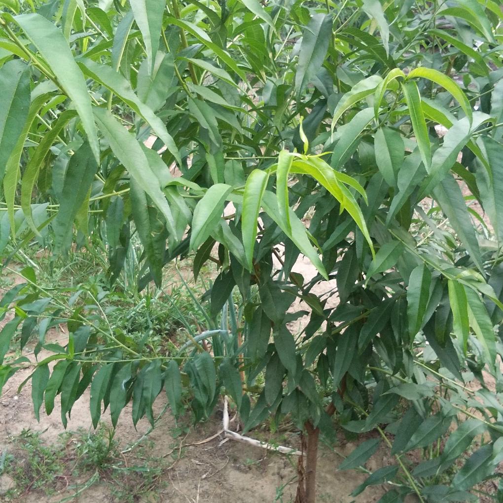 秀亿腾飞鸽业
