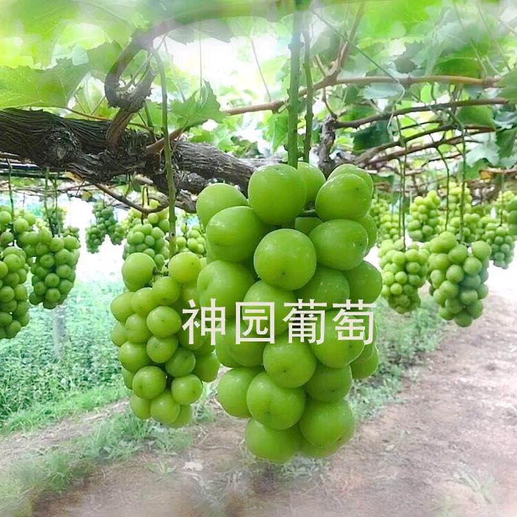 神园葡萄服务中心