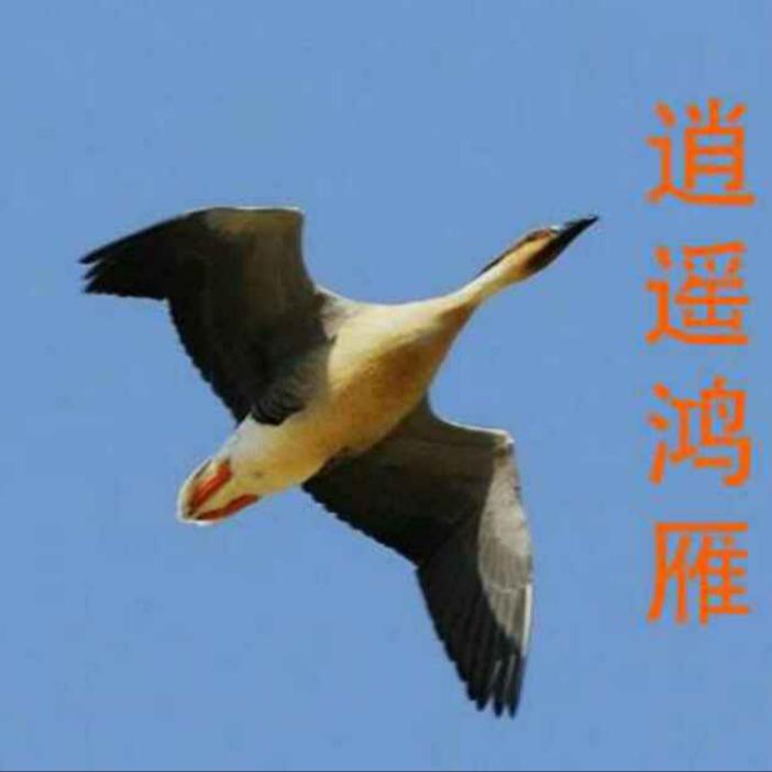 逍遥鸿雁2