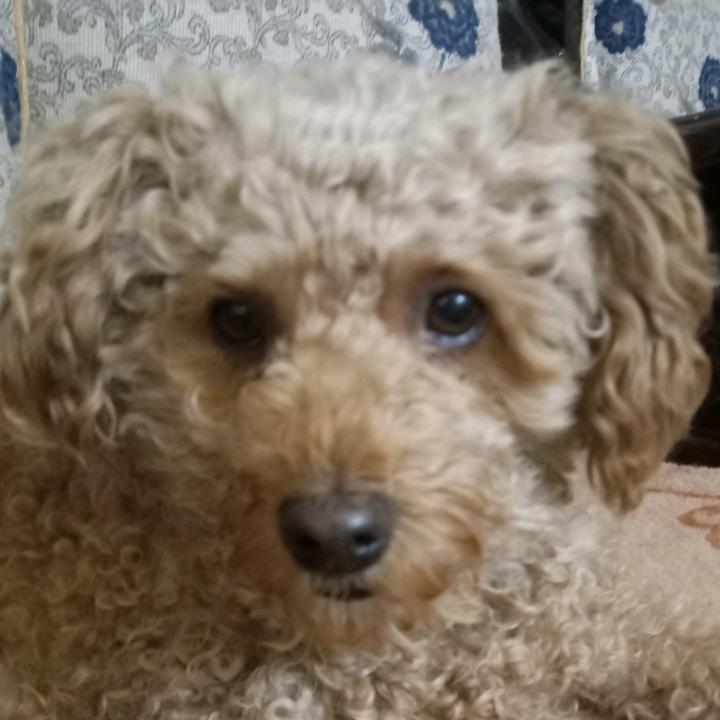 皮儿
