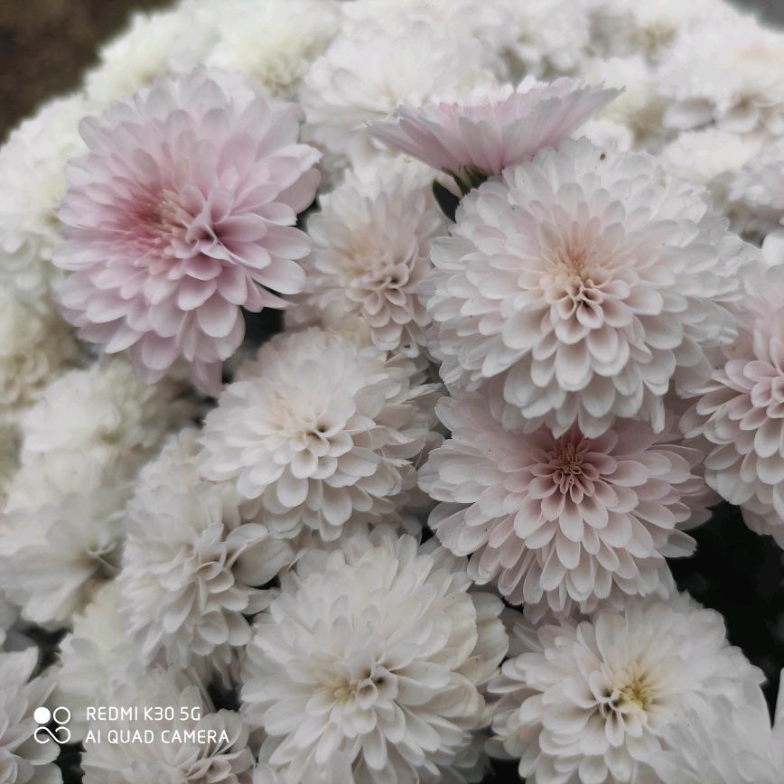 💕♪(* ´з)丽莉(ε｀ *)💕