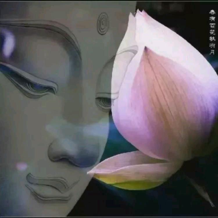 幻柏