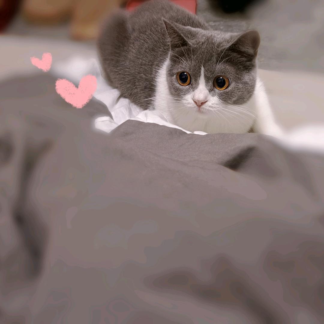 妠妠