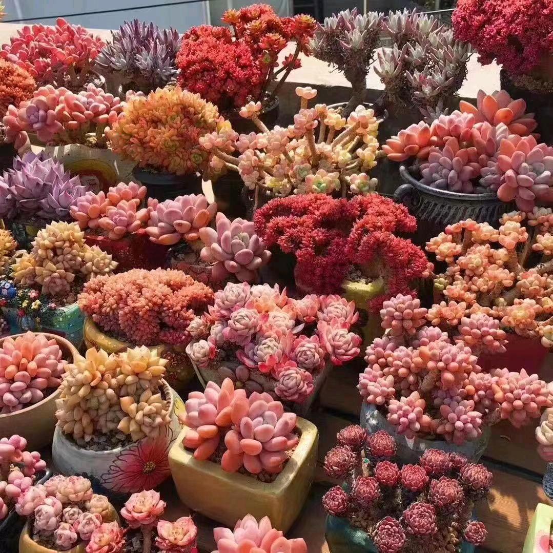 时光多肉花园