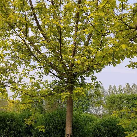 济宁晨潇苗木种植有限公司