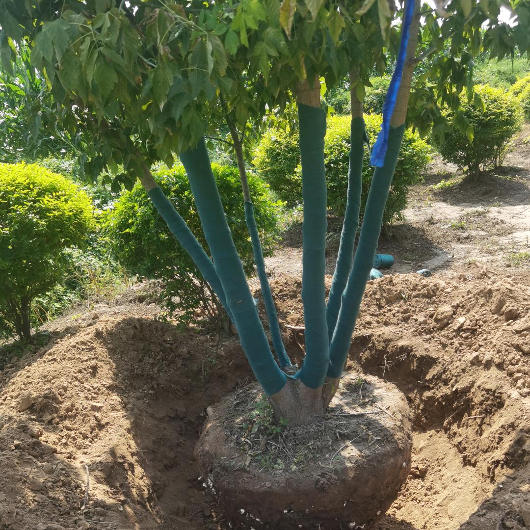 楸树，金叶复叶槭专供