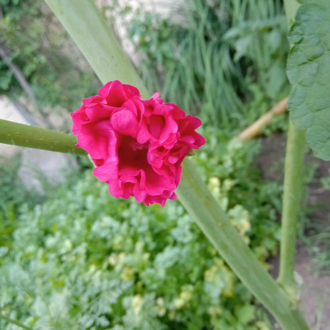 光芒