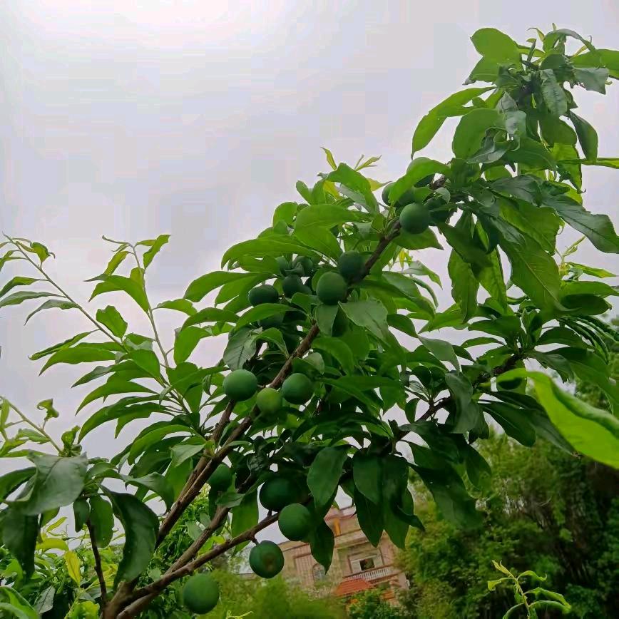 🌴梦里水乡🌴