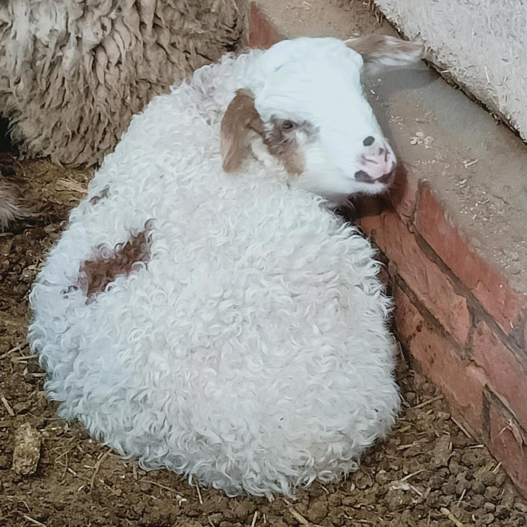 草原上的牧羊人@